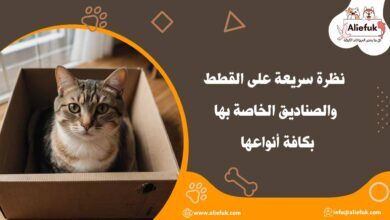 ما مفهوم القطط والصناديق