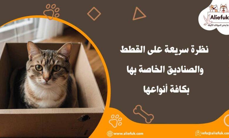 ما مفهوم القطط والصناديق
