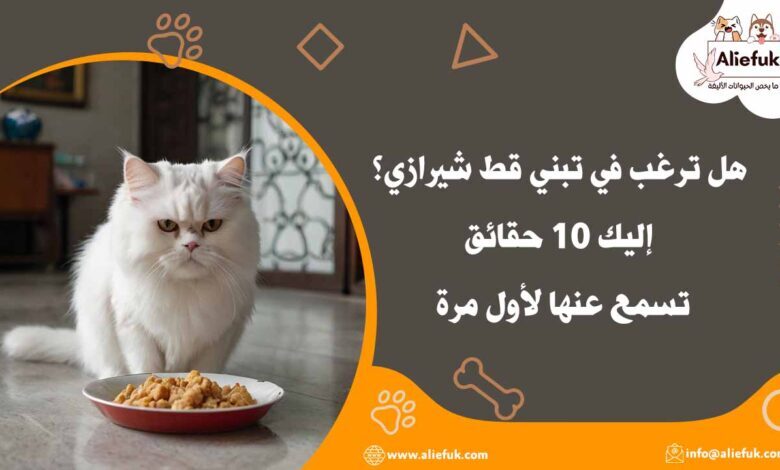مميزات تبني قط شيرازي