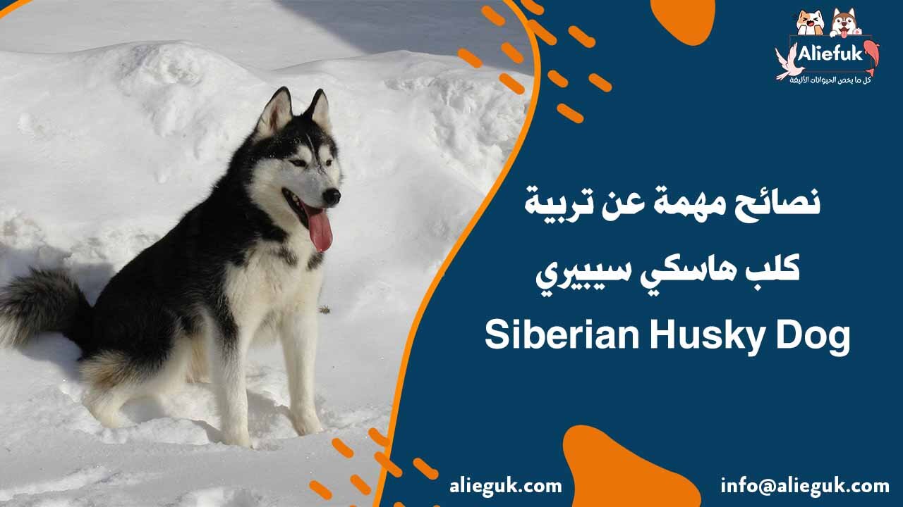 تربية كلب هاسكي سيبيري