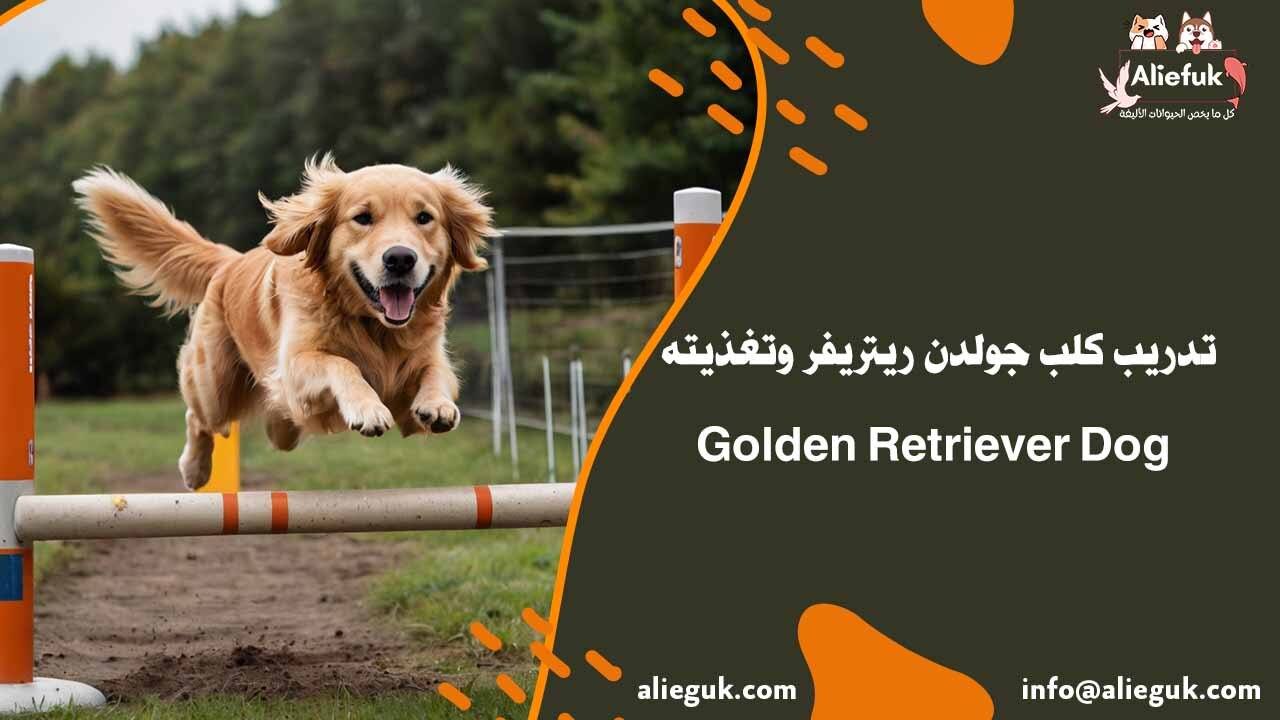سعر كلب جولدن ريتريفر