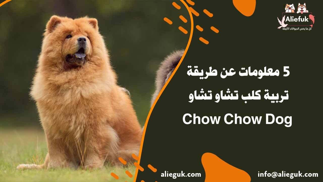 تربية كلب تشاو تشاو