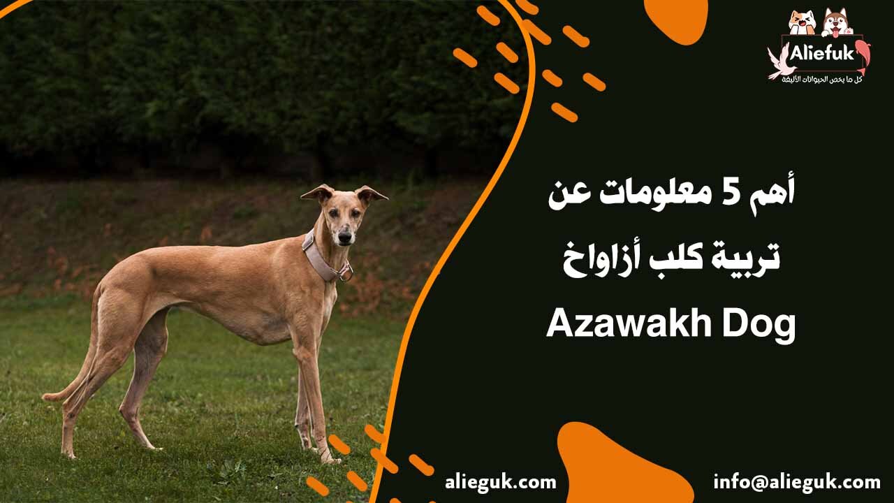 طعام كلب أزاواخ