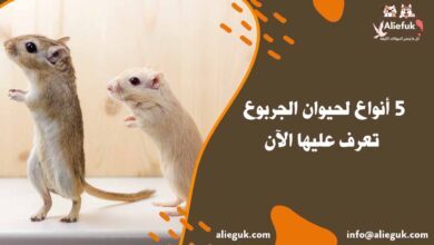 صفات حيوان الجربوع
