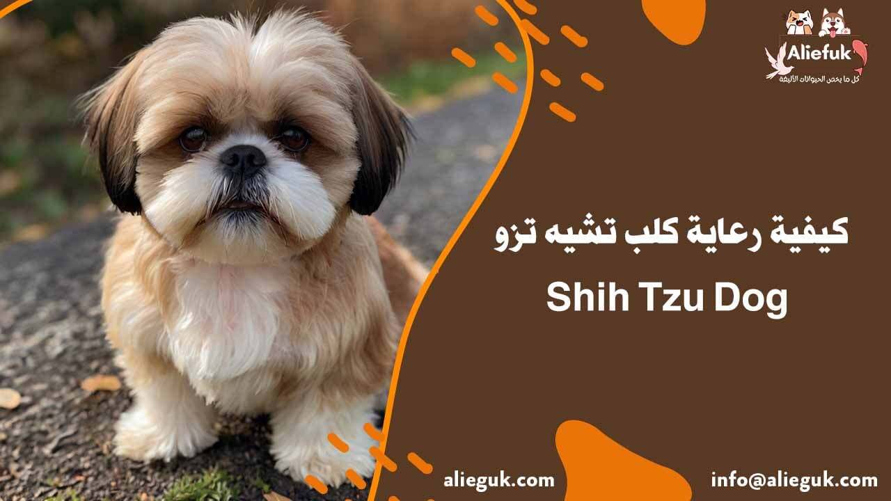 تغذية كلب تشيه تزو