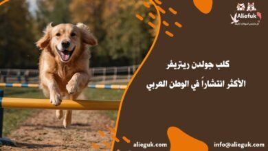مواصفات كلب جولدن ريتريفر