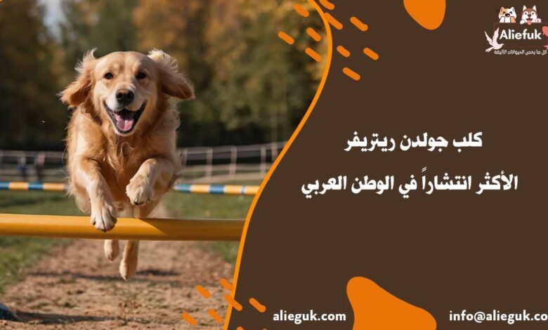 مواصفات كلب جولدن ريتريفر