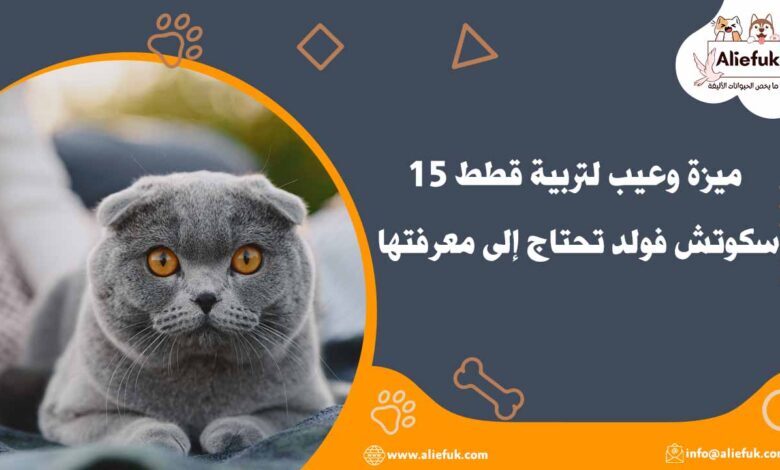 مميزات قطط سكوتش فولد
