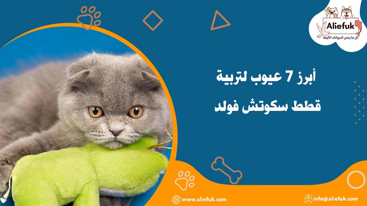 عيوب تربية سكوتش فولد