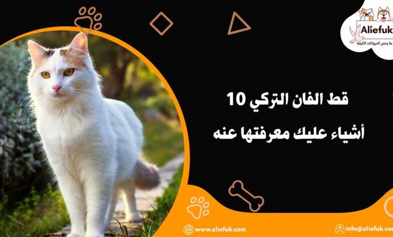 سعر قط الفان التركي