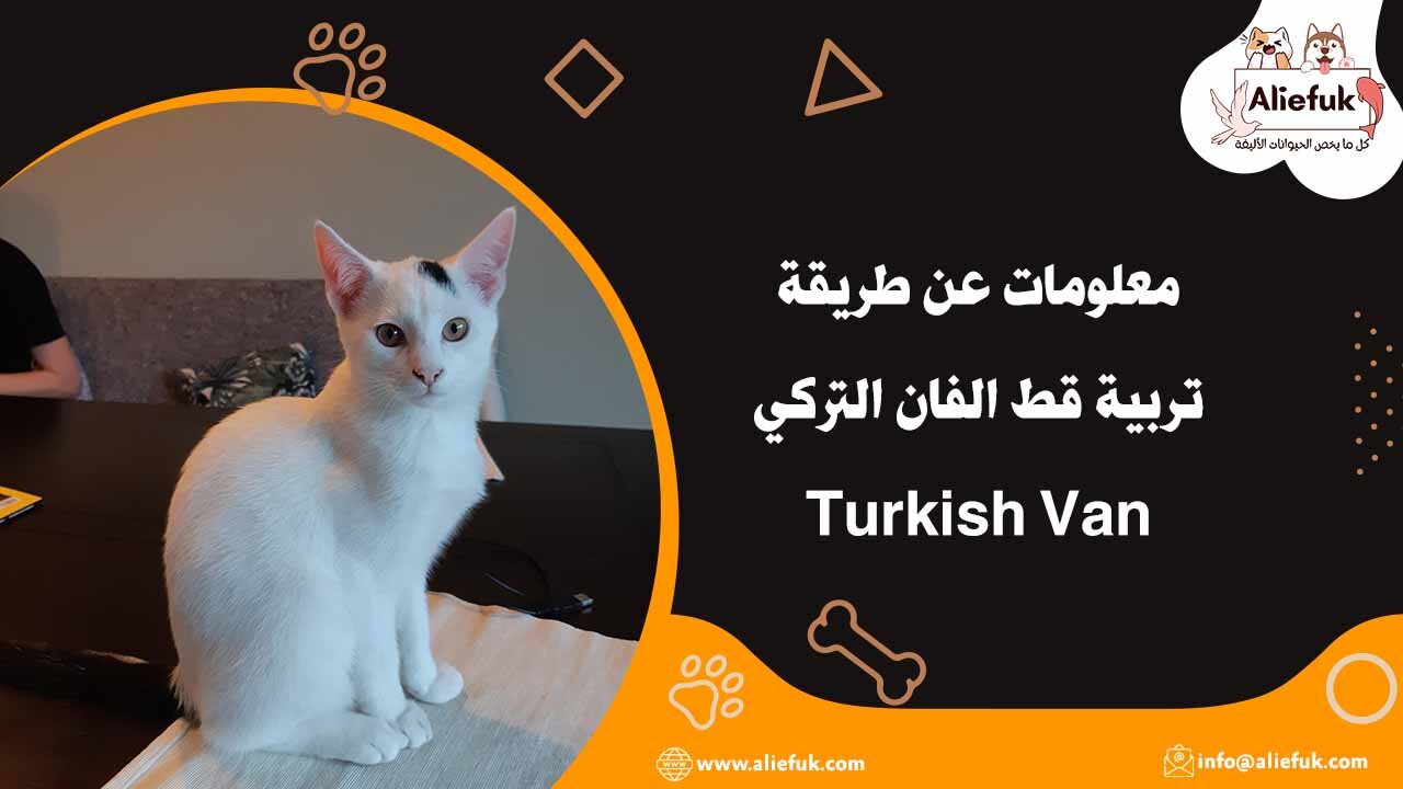 تربية قط الفان التركي