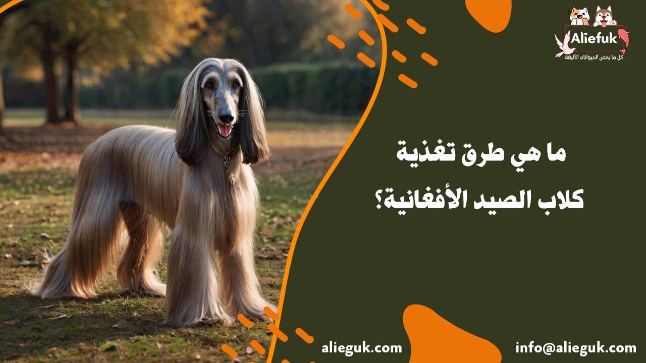 تاريخ كلب الصيد الأفغاني