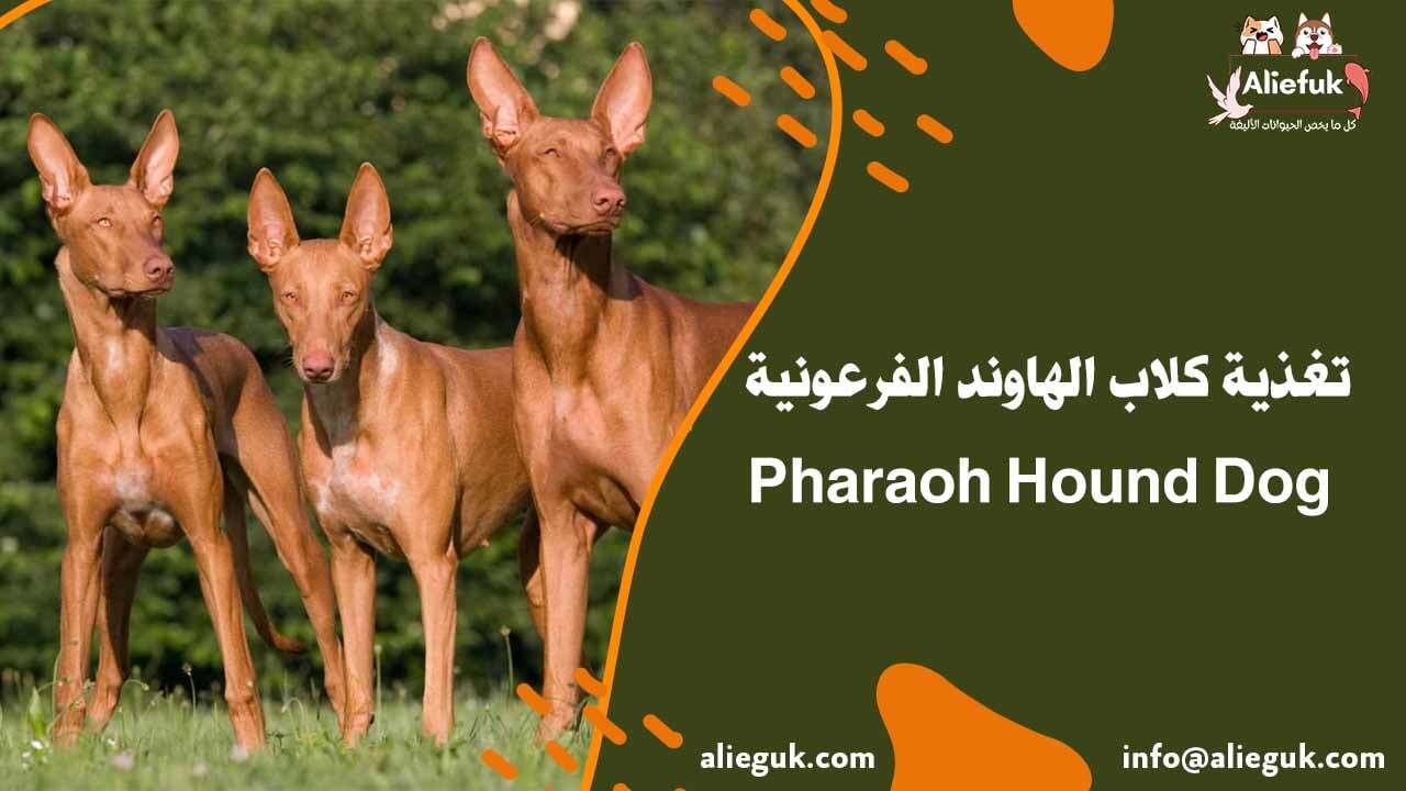تدريب كلب الهاوند الفرعوني