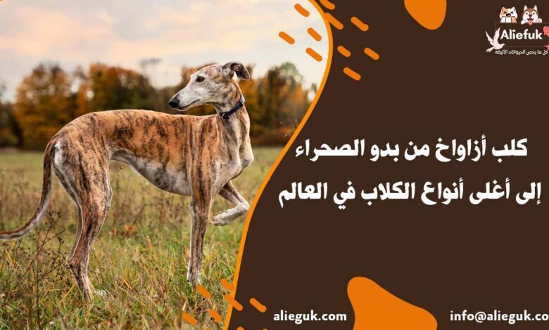 سعر كلب أزاواخ