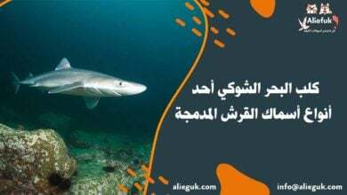 مواصفات كلب البحر الشوكي