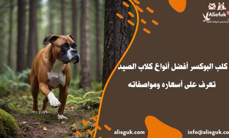 سعر كلب البوكسر