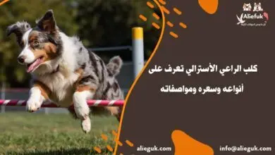 مواصفات كلب الراعي الأسترالي