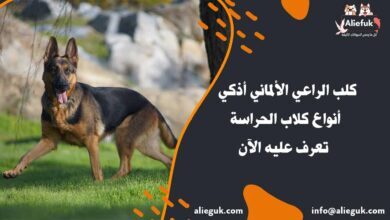 سعر كلب الراعي الألماني