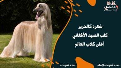 مواصفات كلب الصيد الأفغاني
