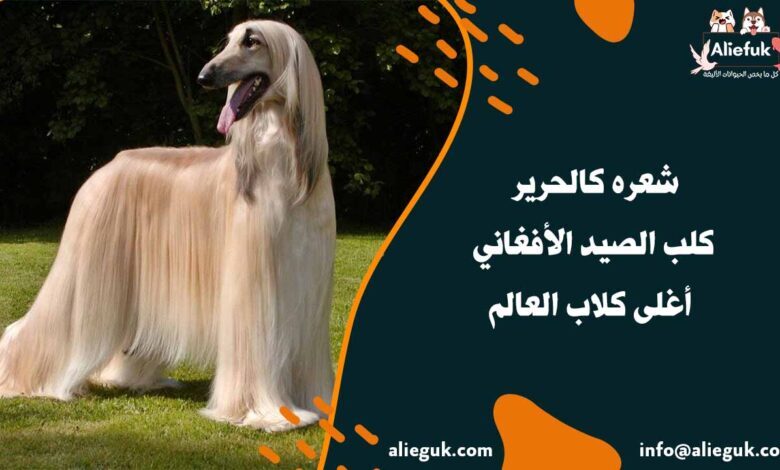 مواصفات كلب الصيد الأفغاني