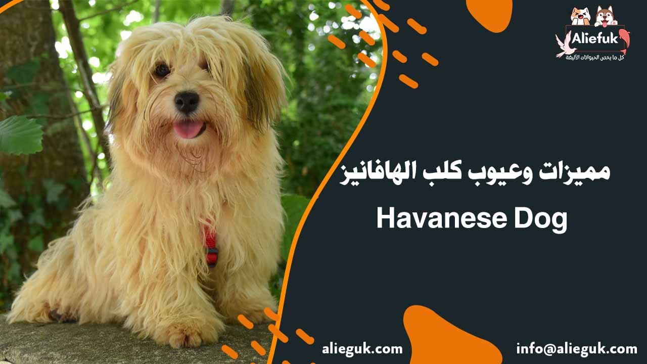 تربية كلاب الهافانيز