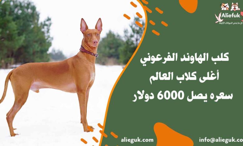 سعر كلب الهاوند الفرعوني