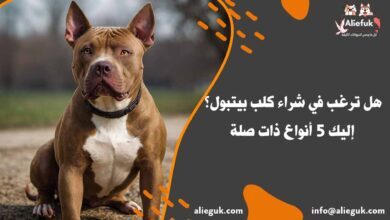 أنواع كلب بيتبول