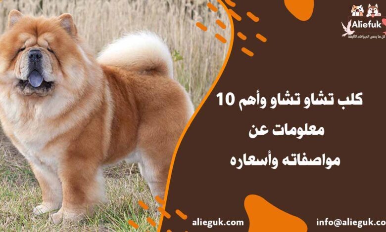 مواصفات كلب تشاو تشاو