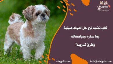 سعر كلب تشيه تزو