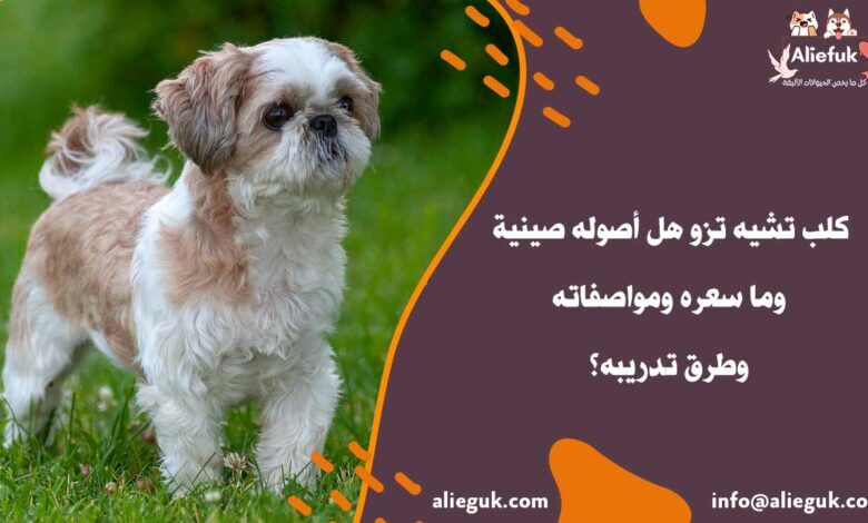سعر كلب تشيه تزو