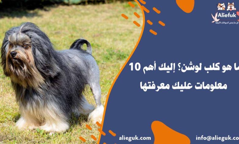 سعر كلب لوشن
