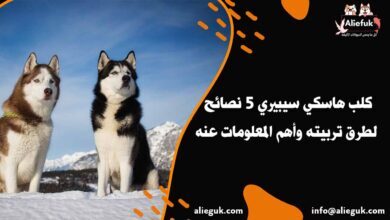 سعر كلب هاسكي سيبيري