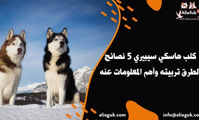 سعر كلب هاسكي سيبيري