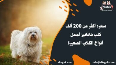 سعر كلب هافانيز