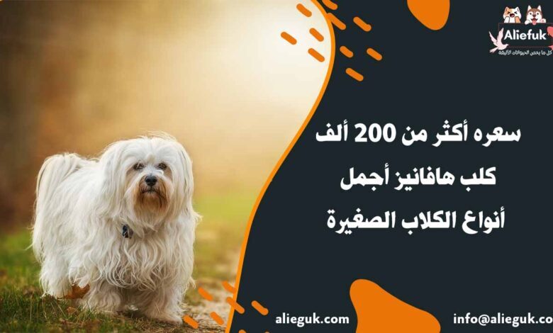 سعر كلب هافانيز