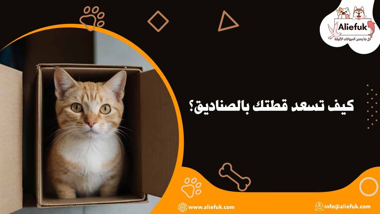 لماذا القطط والصناديق