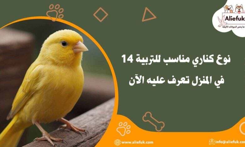 14 نوع كناري مناسب للتربية في المنزل تعرف عليه الآن - موقع أليفك أفضل نوع كناري