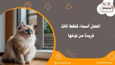 أجمل أسماء قطط اناث