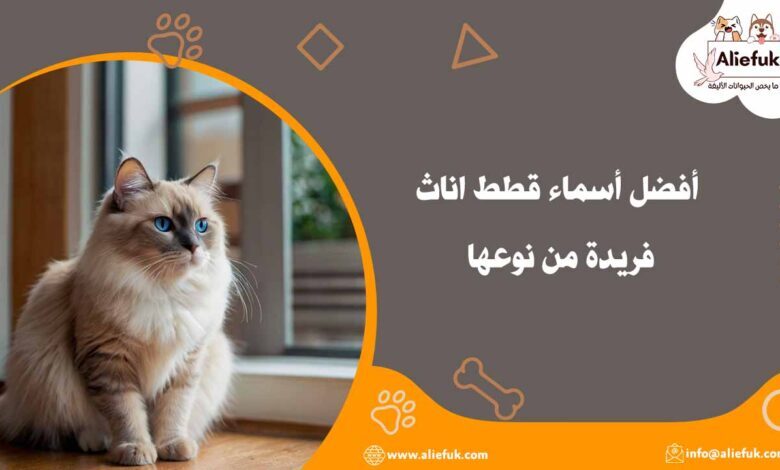 أجمل أسماء قطط اناث