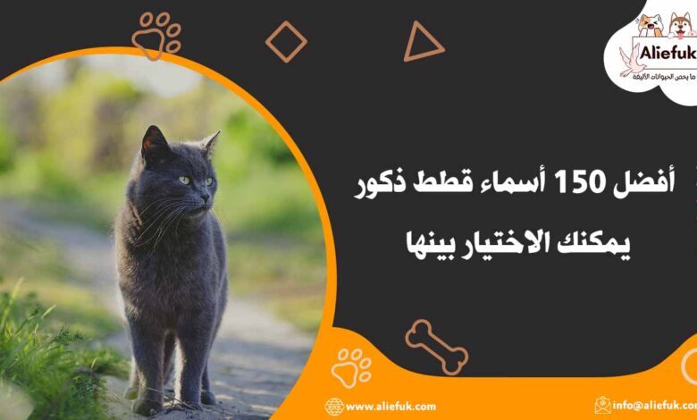 أفضل أسماء قطط ذكور