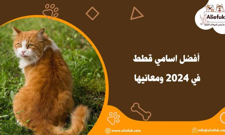 اسامي قطط مميزة