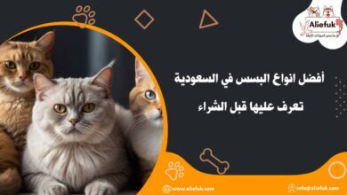 أشهر انواع البسس