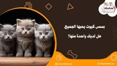 أفضل بسس كيوت