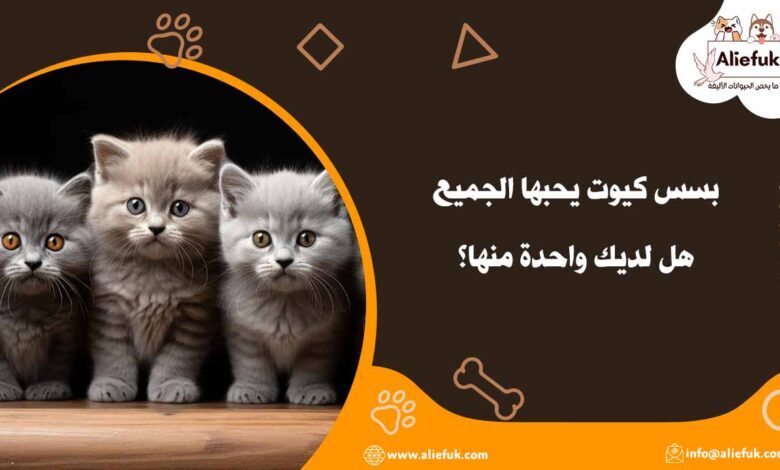 أفضل بسس كيوت