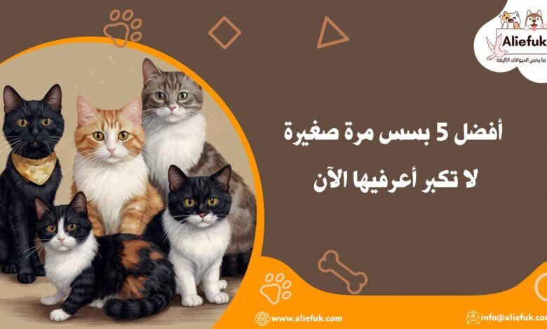 أفضل بسس