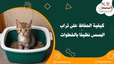 أنواع تراب البسس