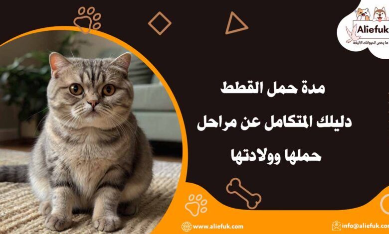 ما هي مدة حمل القطط