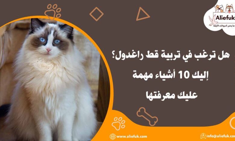 مواصفات قط راغدول