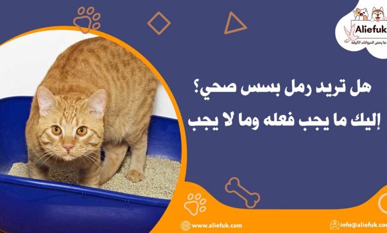أنواع رمل بسس