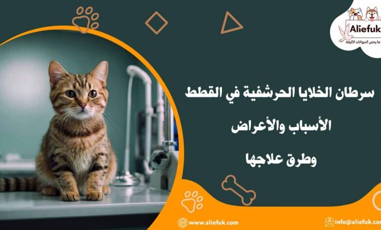 سرطان الخلايا الحرشفية في القطط الأسباب والأعراض وطرق علاجها - موقع أليفك أعراض سرطان الخلايا الحرشفية في القطط